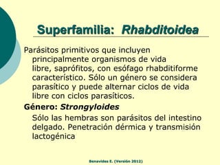 Superfamilia: Rhabditoidea
Parásitos primitivos que incluyen
  principalmente organismos de vida
  libre, saprófitos, con ...