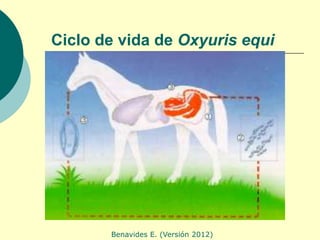 Ciclo de vida de Oxyuris equi




       Benavides E. (Versión 2012)
 