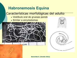 Habronemosis Equina
►   Características morfológicas del adulto
       ► Vestíbulo oral de gruesas paredes
       ► Simila...