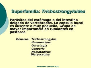 Superfamilia: Trichostrongyloidea
Parásitos del estómago o del intestino
delgado de vertebrados. La capsula bucal
es ausen...