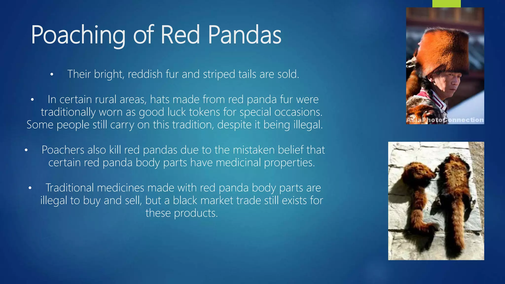 RED PANDA | PPTX