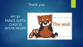 RED PANDA | PPTX