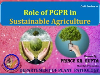 Credit Seminar on
Role of PGPR in
Sustainable Agriculture
Presented By…
Prince Kr. Gupta
M.Sc(Ag) 3rdSemester
DEPARTEMENT OF PLANT PATHOLOGY
 