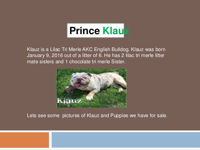 Find English Bulldog Puppies For Sale Sired By Klauz