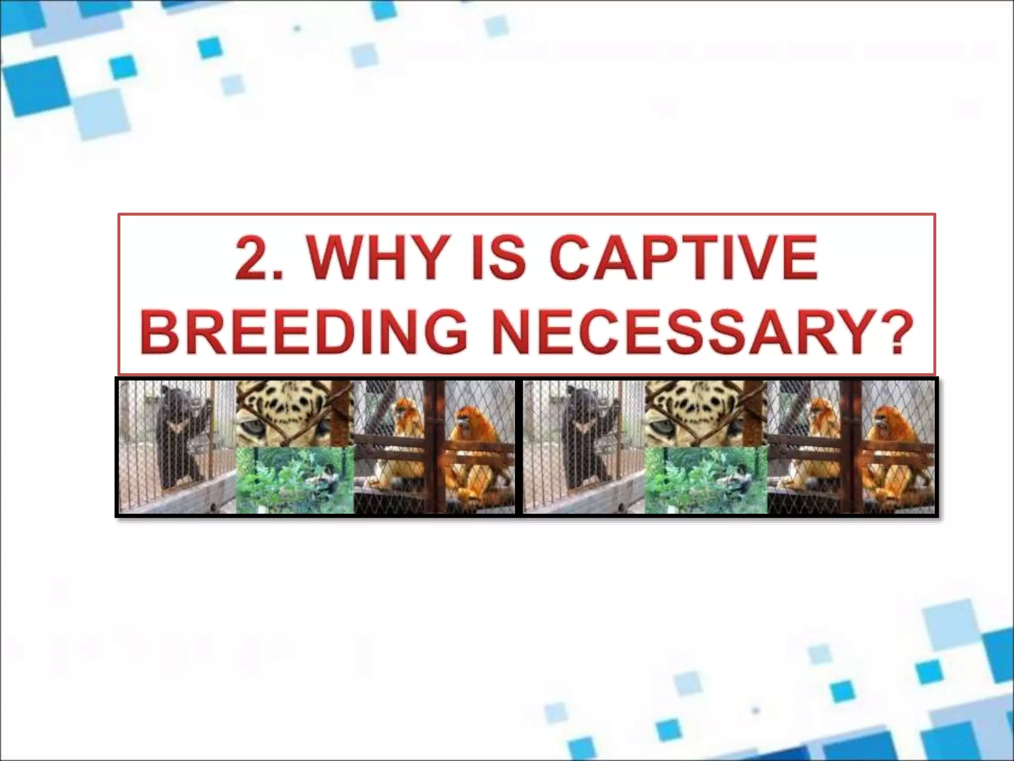Captive Breeding: Genetic and Demographic Management | PPT | Zoos ...