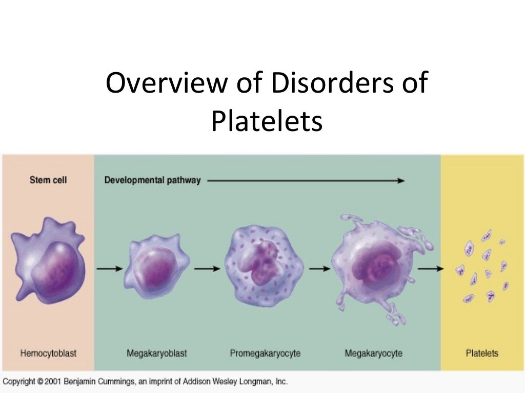 blood-cell-morphology