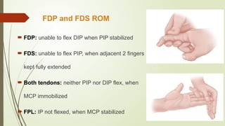 Pip Rom Comprehensive Overview of Flexor and Extensor Tendon Injuries of the ...
