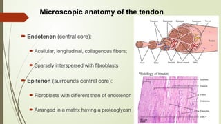Comprehensive Overview of Flexor and Extensor Tendon Injuries of the ...