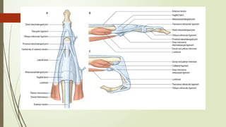 Comprehensive Overview of Flexor and Extensor Tendon Injuries of the ...