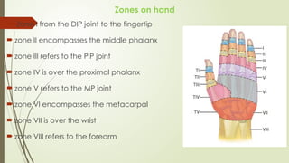 Verdan Classification Comprehensive Overview of Flexor and Extensor Tendon Injuries of the ...