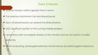 Comprehensive Overview of Flexor and Extensor Tendon Injuries of the ...