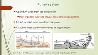 Comprehensive Overview of Flexor and Extensor Tendon Injuries of the ...