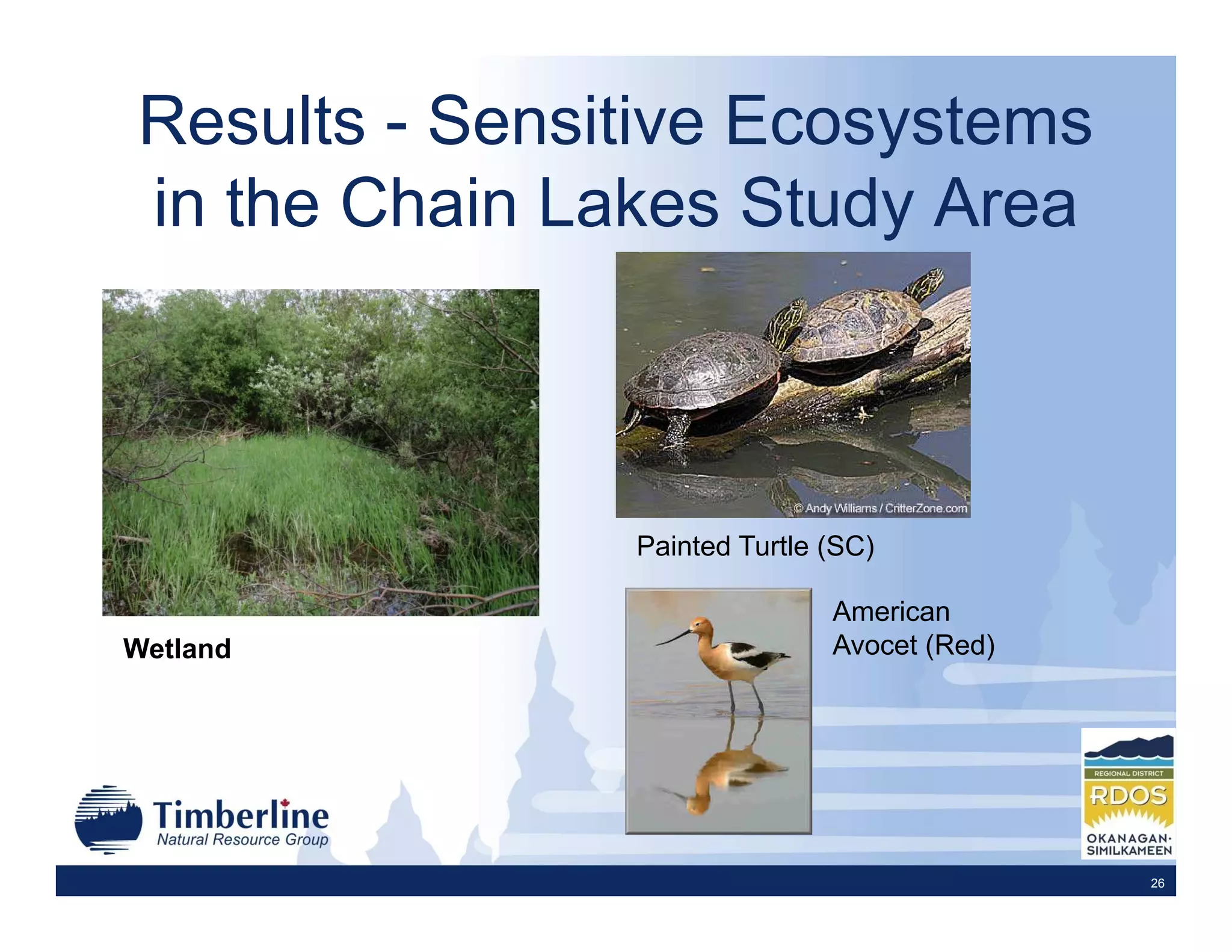 Results - Sensitive Ecosystems
in the Chain Lakes Study Area



               Painted Turtle (SC)

                              American
Wetland                       Avocet (Red)




                                             26
 