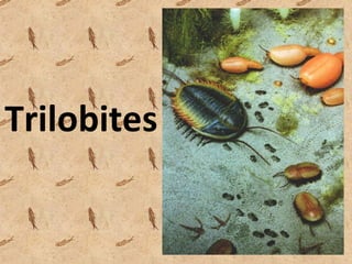 Trilobites 