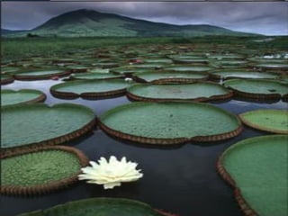 Powerpoint Templates
                       Página 4
 