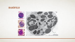 BASÓFILO
 