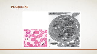 PLAQUETAS
 