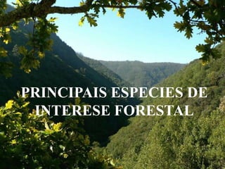 PRINCIPAIS ESPECIES DE INTERESE FORESTAL 