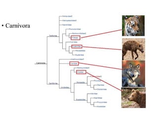 • Carnívora 
 