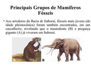 Principais Grupos de Mamíferos 
Fósseis 
• Aos arredores da Bacia de Itaboraí, fósseis mais jovens (de 
idade pleistocênica) foram também encontrados, em um 
cascalheiro, revelando que o mastodonte (B) e preguiça 
gigante (A) já viveram em Itaboraí. 
 