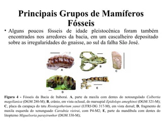 Principais Grupos de Mamíferos 
Fósseis 
• Alguns poucos fósseis de idade pleistocênica foram também 
encontrados nos arredores da bacia, em um cascalheiro depositado 
sobre as irregularidades do gnaisse, ao sul da falha São José. 
Figura 4 - Fósseis da Bacia de Itaboraí. A, parte da maxila com dentes do notoungulado Colbertia 
magellanica (DGM 280-M); B, crânio, em vista oclusal, do marsupial Epidolops ameghinoi (DGM 321-M); 
C, placa da carapaça do tatu Riostegotherium yanei (UFRJ-DG 317-M), em vista dorsal; D, fragmento de 
maxila esquerda do xenunguado Carodnia vieirai, com P4-M2; E, parte da mandíbula com dentes do 
litopterno Miguelsoria parayirunhor (DGM 330-M); 
 