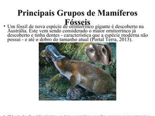 Principais Grupos de Mamíferos 
Fósseis • Um fóssil de nova espécie de ornitorrinco gigante é descoberto na 
Austrália. Este vem sendo considerado o maior ornitorrinco já 
descoberto e tinha dentes - característica que a espécie moderna não 
possui - e até o dobro do tamanho atual (Portal Terra, 2013). 
• Obdurodon tharalkooschild, ornitorrinco com dentes que permitiam ao mamífero comer presas (como a tartaruga) que 
 