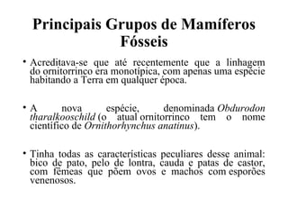 Principais Grupos de Mamíferos 
Fósseis 
• Acreditava-se que até recentemente que a linhagem 
do ornitorrinco era monotípica, com apenas uma espécie 
habitando a Terra em qualquer época. 
• A nova espécie, denominada Obdurodon 
tharalkooschild (o atual ornitorrinco tem o nome 
científico de Ornithorhynchus anatinus). 
• Tinha todas as características peculiares desse animal: 
bico de pato, pelo de lontra, cauda e patas de castor, 
com fêmeas que põem ovos e machos com esporões 
venenosos. 
 
