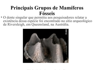 Principais Grupos de Mamíferos 
Fósseis 
• O dente singular que permitiu aos pesquisadores relatar a 
existência dessa espécie foi encontrado no sítio arqueológico 
de Riversleigh, em Queensland, na Austrália. 
Molar do ornitorrinco gigante escavado na Austrália. 
