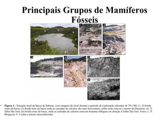 Principais Grupos de Mamíferos 
Fósseis 
• Figura 1 - Situação atual da Bacia de Itaboraí, com imagens do local durante o período de exploração (décadas de 70 e 80). (1, 2) borda 
norte da bacia; (3) borda leste da bacia onde as camadas de calcário são mais horizontais; sobre estas nota-se o morro da Dinamite; (4, 5) 
falha São José; (6) borda oeste da bacia, onde as camadas de calcário estavam bastante obliquas em direção à Falha São José. Fotos: L. P. 
Bergqvist, F. Cunha e autores desconhecidos. 
 