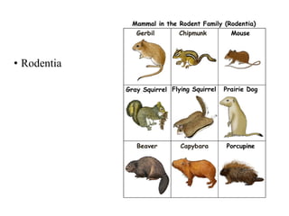 • Rodentia 
 