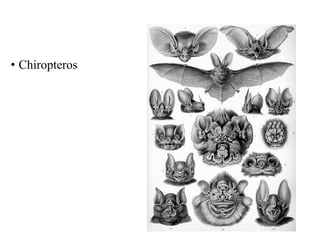 • Chiropteros 
 
