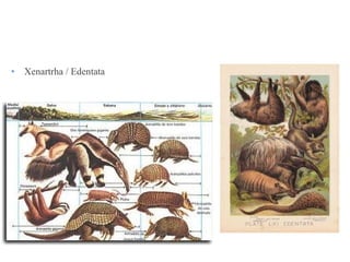 • Xenartrha / Edentata 
 