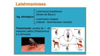 Ag. etiológico
Leishmania chagasi
(calazar - leishmaniose visceral)
Leishmania brasiliensis
(úlcera de Bauru)
Transmissão: picada da ♀ do
mosquito palha (Phlebotomus
e Lutzomyia).
 