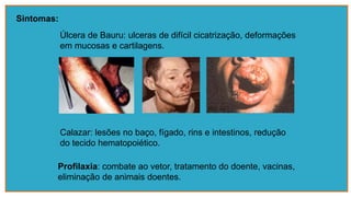 Sintomas:
Úlcera de Bauru: ulceras de difícil cicatrização, deformações
em mucosas e cartilagens.
Calazar: lesões no baço, fígado, rins e intestinos, redução
do tecido hematopoiético.
Profilaxia: combate ao vetor, tratamento do doente, vacinas,
eliminação de animais doentes.
 