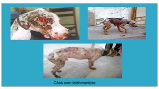 Cães com leishmaniose
 