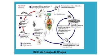 Ciclo da Doença de Chagas
 
