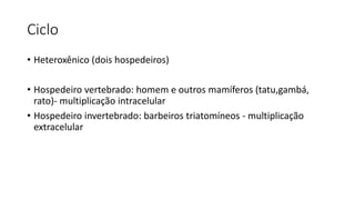 Ciclo
• Heteroxênico (dois hospedeiros)
• Hospedeiro vertebrado: homem e outros mamíferos (tatu,gambá,
rato)- multiplicação intracelular
• Hospedeiro invertebrado: barbeiros triatomíneos - multiplicação
extracelular
 