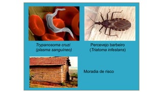 Trypanosoma cruzi
(plasma sanguíneo)
Percevejo barbeiro
(Triatoma infestans)
Moradia de risco
 