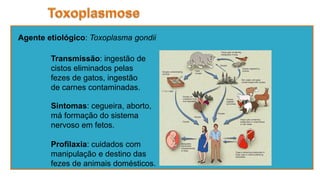 Agente etiológico: Toxoplasma gondii
Sintomas: cegueira, aborto,
má formação do sistema
nervoso em fetos.
Profilaxia: cuidados com
manipulação e destino das
fezes de animais domésticos.
Transmissão: ingestão de
cistos eliminados pelas
fezes de gatos, ingestão
de carnes contaminadas.
 