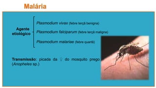Agente
etiológico
Plasmodium vivax (febre terçã benigna)
Plasmodium falciparum (febre terçã maligna)
Plasmodium malariae (febre quartã)
Transmissão: picada da ♀ do mosquito prego
(Anopheles sp.)
 