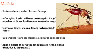 Malária
• Protozoários causador: Plasmodium sp;
• Infestação:picada da fêmea do mosquito Anopheles,
popularmente conhecido como mosquito-prego;
• Sintomas: febre, anemia, lesões no baço fígado e medula
óssea;
• Os parasitas ficam nas glândulas salivares do mosquito;
• Após a picada os parasitas nas células do fígado e baço
(reprodução assexuada);
 