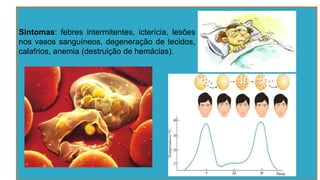 Sintomas: febres intermitentes, icterícia, lesões
nos vasos sanguíneos, degeneração de tecidos,
calafrios, anemia (destruição de hemácias).
 