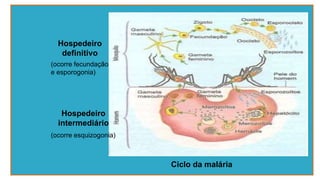 Ciclo da malária
Hospedeiro
definitivo
(ocorre fecundação
e esporogonia)
Hospedeiro
intermediário
(ocorre esquizogonia)
 