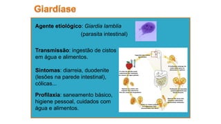 Agente etiológico: Giardia lamblia
(parasita intestinal)
Sintomas: diarreia, duodenite
(lesões na parede intestinal),
cólicas...
Profilaxia: saneamento básico,
higiene pessoal, cuidados com
água e alimentos.
Transmissão: ingestão de cistos
em água e alimentos.
 