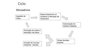 Ciclo
Monoxênico
Ingestão de
cistos
Desencistamento no
duodeno e liberação de
trofozoítos
Colonização do
intestino delgado
Várias divisões
binárias
Invasão da mucosa
intestinal - diarréia
Produção de cistos e
liberação nas fezes
 