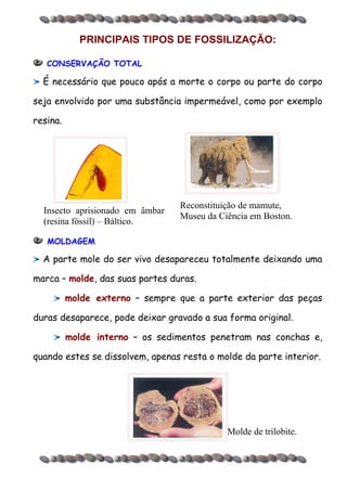 Principais tipos de fossilização