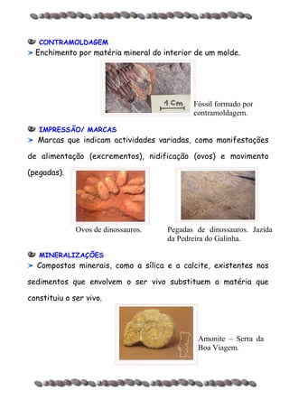 Principais tipos de fossilização