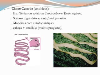 Classe Cestoda (cestódeos):
. Ex.: Tênias ou solitárias Taenia solium e Taenia saginata.
. Sistema digestório ausente/endoparasitas.
. Monóicas com autofecundação.
. cabeça + estróbilo (muitos proglotes).
 
