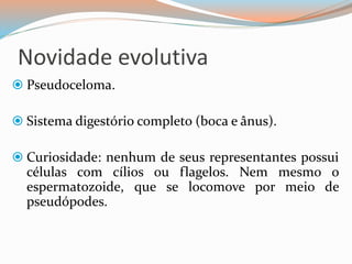 Novidade evolutiva
 Pseudoceloma.
 Sistema digestório completo (boca e ânus).
 Curiosidade: nenhum de seus representantes possui
células com cílios ou flagelos. Nem mesmo o
espermatozoide, que se locomove por meio de
pseudópodes.
 
