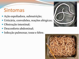 Sintomas
 Ação espoliadora, subnutrição;
 Urticária, convulsões, reações alérgicas;
 Obstrução intestinal;
 Desconforto abdominal;
 Infecção pulmonar, tosse e febre.
 